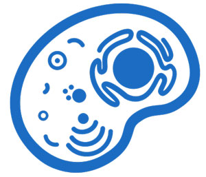 2Cell-Biology300